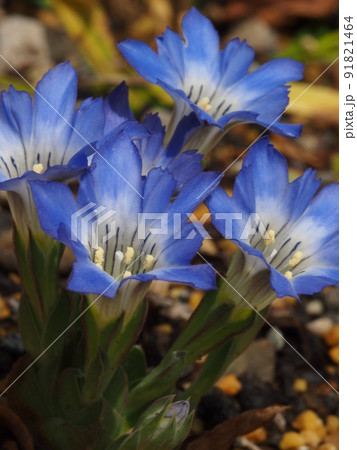 ハルリンドウの花 ハルリンドウの花 91821464