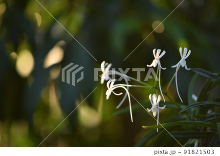 フウラン フウラン 91821503