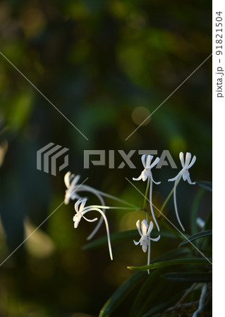 フウラン 91821504