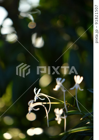 フウラン フウラン 91821507