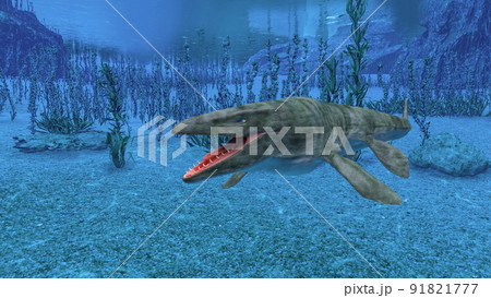 海洋生物 海洋生物 91821777