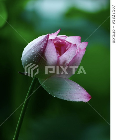 美しい蓮の花　縦長長方形構図 91822107