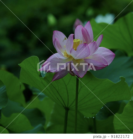 美しい蓮の花 正方形構図 美しい蓮の花 正方形構図 91822172