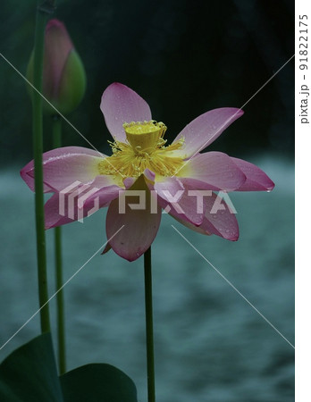 美しい蓮の花 *縦長長方形構図 美しい蓮の花 *縦長長方形構図 91822175