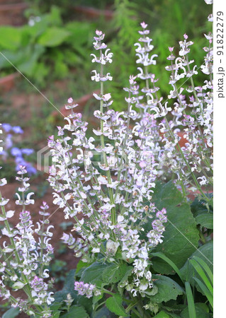 クラリセージ(オニサルビア)の花 クラリセージ(オニサルビア)の花 91822279