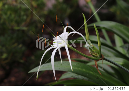 ヒメノカリスの花 91822435