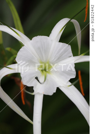 ヒメノカリスの花 91822442