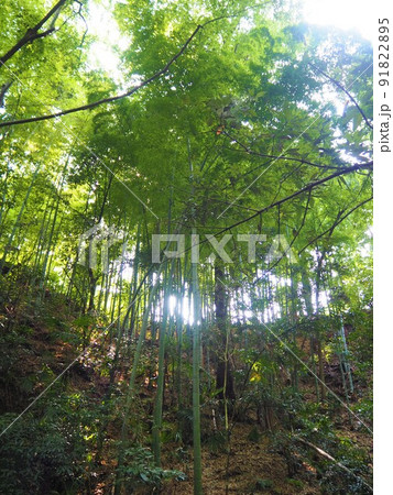 東京23区内唯一の渓谷、等々力渓谷の風景 東京23区内唯一の渓谷、等々力渓谷の風景 91822895