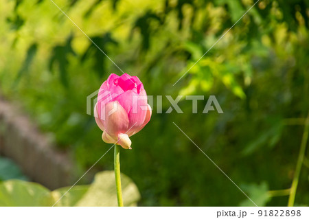 古代蓮の蕾 91822898