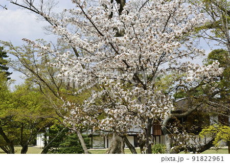 桂離宮　書院の桜 91822961
