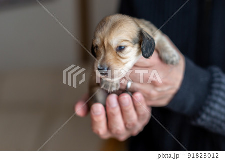 仔犬 カニンヘンダックスフンド 仔犬 カニンヘンダックスフンド 91823012