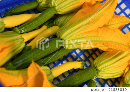Harvesting fresh courgette and its flower in a blue bin 91823050