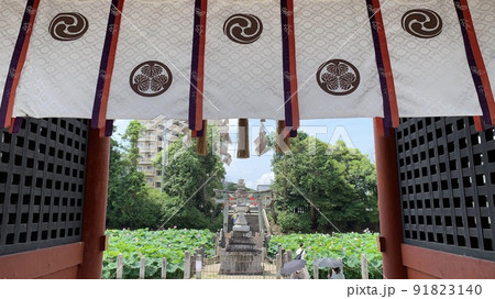 門幕越しの蓮池［伊賀八幡宮/愛知県岡崎市］ 91823140