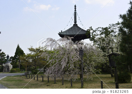 清凉寺(嵯峨釈迦堂)河津桜と多宝塔 清凉寺(嵯峨釈迦堂)河津桜と多宝塔 91823265