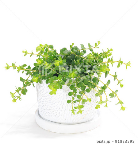観葉植物、ペペロミア・イザベルの鉢植え【白背景】 観葉植物、ペペロミア・イザベルの鉢植え【白背景】 91823595