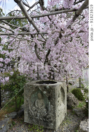 清凉寺(嵯峨釈迦堂)枝垂れ桜 清凉寺(嵯峨釈迦堂)枝垂れ桜 91823619