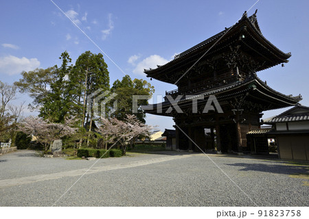 清凉寺(嵯峨釈迦堂)桜 清凉寺(嵯峨釈迦堂)桜 91823758