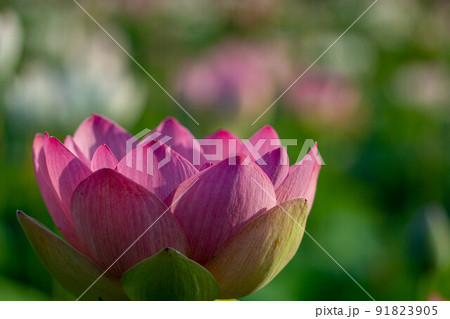 蓮の花 91823905