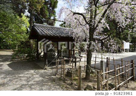 上御靈神社(御靈神社)紅枝垂れ糸桜 上御靈神社(御靈神社)紅枝垂れ糸桜 91823961