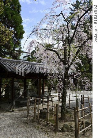 上御靈神社(御靈神社)紅枝垂れ糸桜 上御靈神社(御靈神社)紅枝垂れ糸桜 91823962