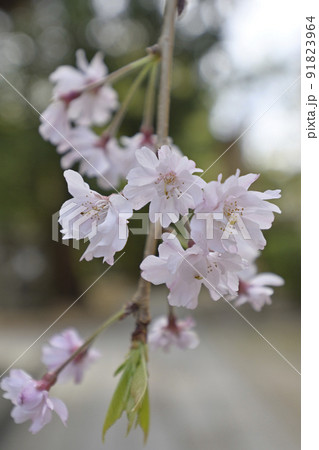 上御靈神社(御靈神社)紅枝垂れ糸桜 上御靈神社(御靈神社)紅枝垂れ糸桜 91823964