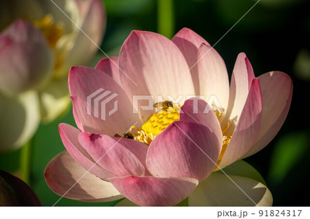 蜂の集う蓮の花 91824317