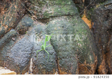 カマキリの子供 カマキリの子供 91824350