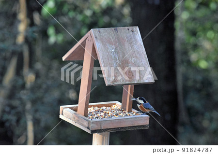 学校林に設置してある野鳥の餌台に食べにくるヤマガラ 91824787
