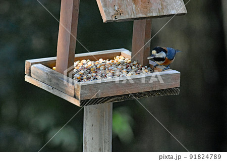 学校林に設置してある野鳥の餌台に食べにくるヤマガラ 91824789