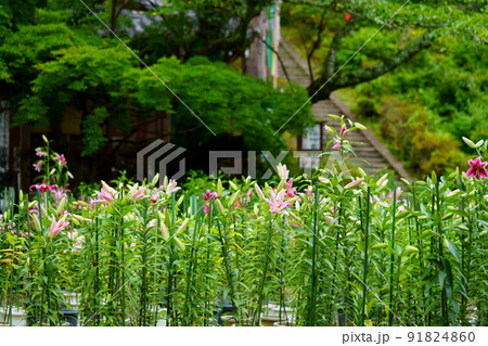 大和松尾寺・雨上がりの百合の花 大和松尾寺・雨上がりの百合の花 91824860