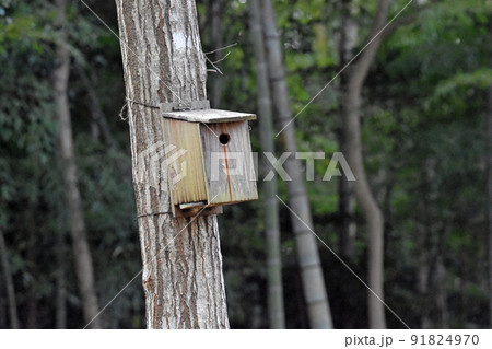 学校林に設置してある野鳥の巣箱 91824970