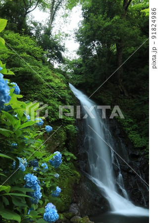 〔福井県福井市・7月〕落差12mの一乗滝と紫陽花　夏の風物詩　佐々木小次郎ゆかりの地 91824986