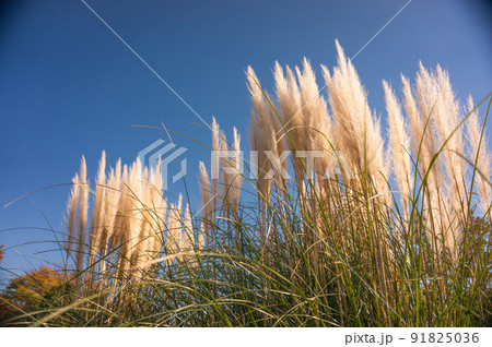 秋の景色　日差しを受けて輝くパンパスグラス 91825036
