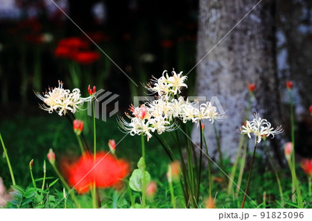 ヒガンバナ 曼珠沙華  91825096