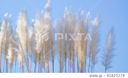 秋の景色　日差しを受けて輝くパンパスグラスのクローズアップ 91825278