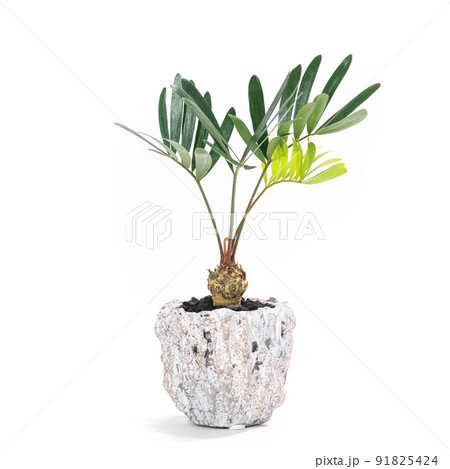 多肉植物、ザミア・フロリダーナ(フロリダソテツ)の鉢植え【白背景】 多肉植物、ザミア・フロリダーナ(フロリダソテツ)の鉢植え【白背景】 91825424