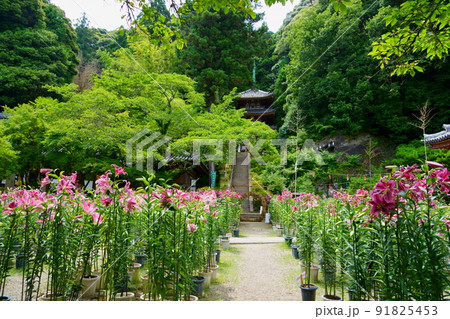大和松尾寺・厄除霊場・百合の花 91825453