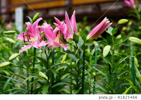 大和松尾寺・厄除霊場・百合の花 91825466