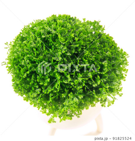観葉植物、セラギネラ・アポダ(クッションモス)の葉【白背景】 観葉植物、セラギネラ・アポダ(クッションモス)の葉【白背景】 91825524