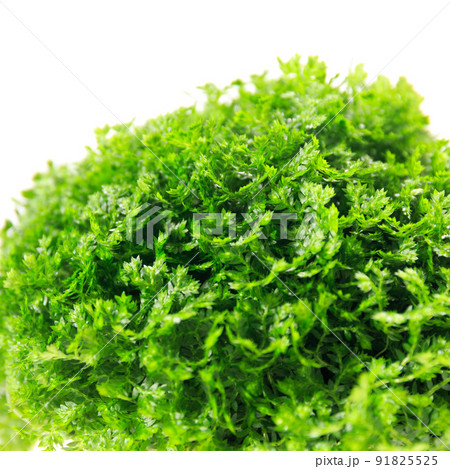 観葉植物、セラギネラ・アポダ(クッションモス)の葉【白背景】 観葉植物、セラギネラ・アポダ(クッションモス)の葉【白背景】 91825525