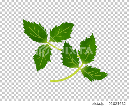 Three leaves 91825682