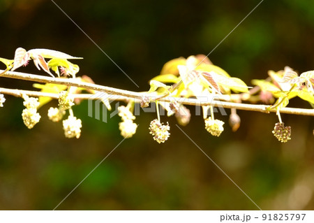 ヒメコウゾの花 【相模原市津久井 4月】 ヒメコウゾの花 【相模原市津久井 4月】 91825797