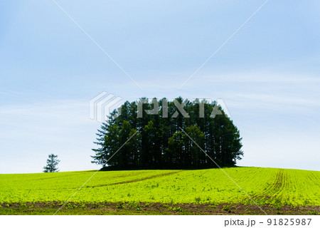 6月の美瑛の風景 91825987