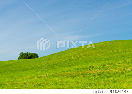 6月の美瑛の風景 91826143