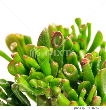 多肉植物、宇宙の木(クラッスラ・ゴーラム)の葉【白背景】 多肉植物、宇宙の木(クラッスラ・ゴーラム)の葉【白背景】 91826200