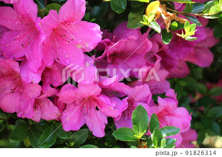ツツジの花 ツツジの花 91826314