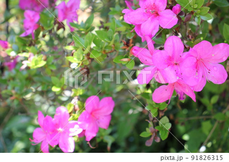 ツツジの花 ツツジの花 91826315