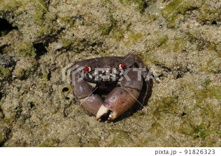 イワオウギガニ 沖縄の干潟でよく見かけるカニ イワオウギガニ 沖縄の干潟でよく見かけるカニ 91826323