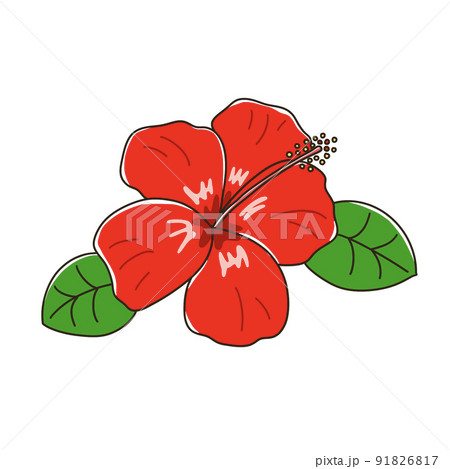 ハイビスカス 91826817