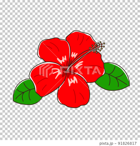 ハイビスカス 91826817